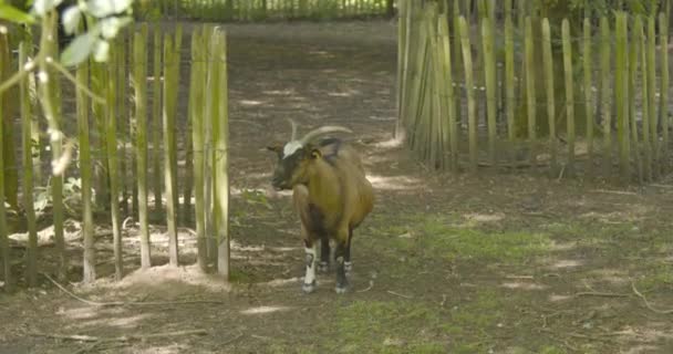 Chèvre Dans Cour Beaux Bois — Video