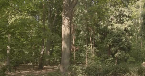 Cámara Lenta Movimiento Desde Base Del Árbol Hacia Arriba Hermosos — Vídeos de Stock