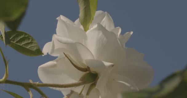 Flor Rosa Blanca Sopla Viento — Vídeos de Stock