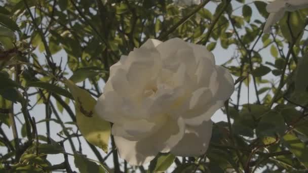 Vit Ros Blomma Blåser Vinden Framifrån — Stockvideo