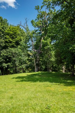 Açıklık görünümü, arkaplanda ağaçlar