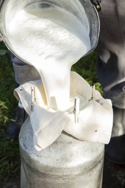  Çiftçi sütü süzgeçten geçirir, sütü çamurdan temizlemenin eski yolu.