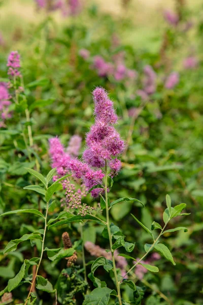 緑の草に紫色の花を咲かせ — ストック写真