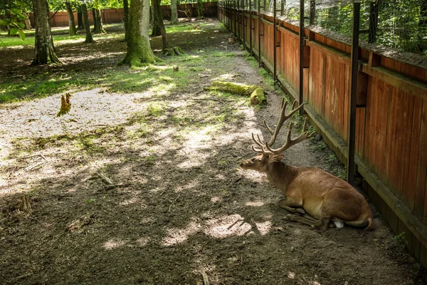 Geyik Bialowieza Ulusal Parkı Nda — Stok fotoğraf