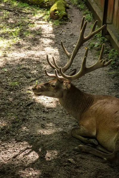 Geyik Bialowieza Ulusal Parkı Nda — Stok fotoğraf