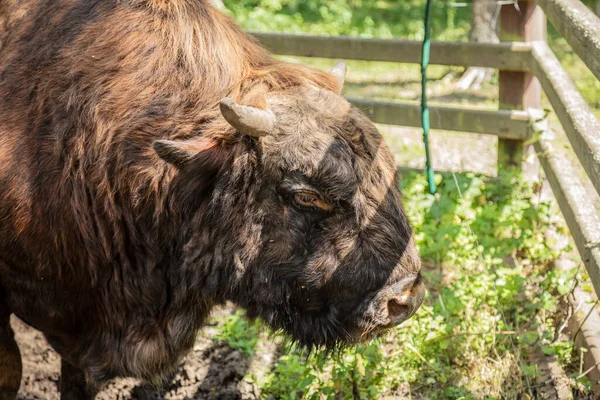 Zubron Hybrid Tamboskap Och Europeisk Bisonoxe — Stockfoto