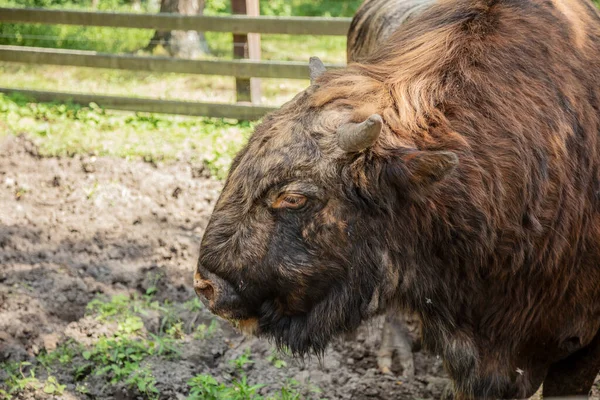 Zubron Hybrid Domestic Cattle European Bison — Stock Photo, Image