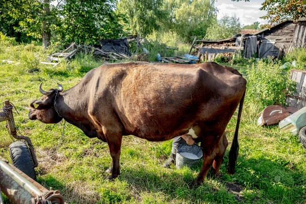 Rolnik Doi Krowy Ręcznie Stary Sposób Dojenia Krów — Zdjęcie stockowe