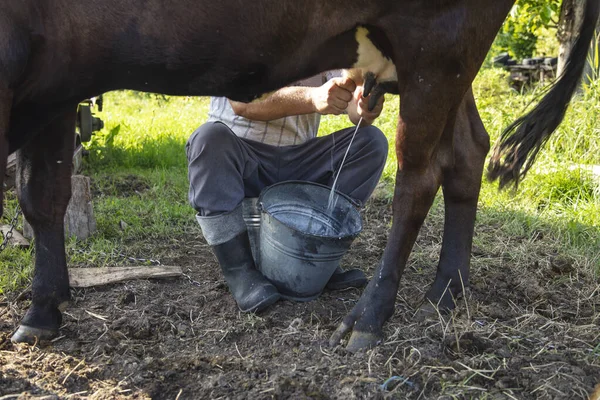 Rolnik Doi Krowy Ręcznie Stary Sposób Dojenia Krów — Zdjęcie stockowe