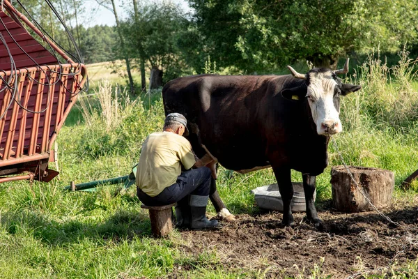 Αγρότης Αρμέγει Αγελάδες Χέρι Παλιός Τρόπος Για Αρμέγει Αγελάδες — Φωτογραφία Αρχείου