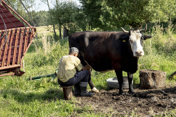 farmer milks cows by hand, old way to milk cows