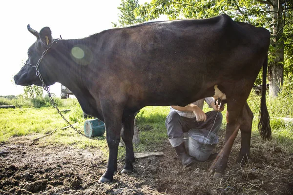 Αγρότης Αρμέγει Αγελάδες Χέρι Παλιός Τρόπος Για Αρμέγει Αγελάδες — Φωτογραφία Αρχείου
