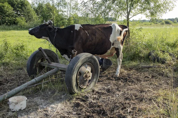 Rolnik Doi Krowy Ręcznie Stary Sposób Dojenia Krów — Zdjęcie stockowe