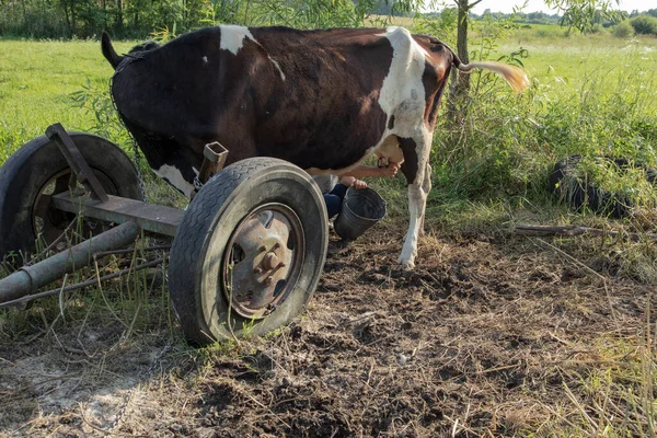 Rolnik Doi Krowy Ręcznie Stary Sposób Dojenia Krów — Zdjęcie stockowe