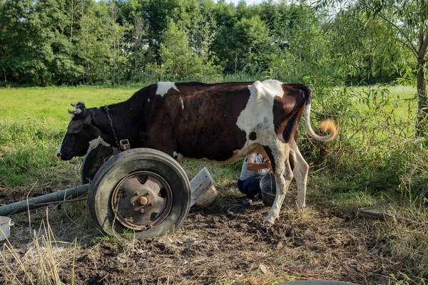 Granjero Ordeña Vacas Mano Antigua Manera Ordeñar Vacas — Foto de Stock