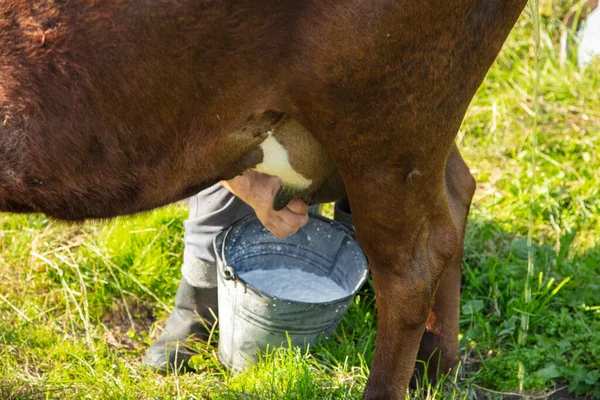 Agriculteur Traite Les Vaches Main Ancienne Façon Traire Les Vaches Photo De Stock