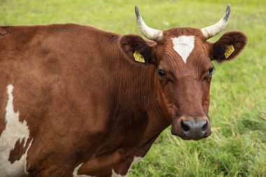 Güneşli bir yaz gününde çayırdaki inekler