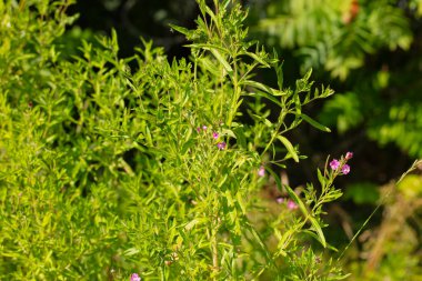 yeşil çalı tam güneş altında