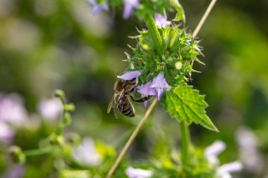 Eşek arısı bir çiçekten nektar toplar