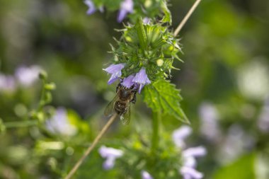 Eşek arısı bir çiçekten nektar toplar