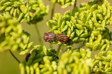 Çimenlerin üzerinde renkli bir böcek, yaklaş
