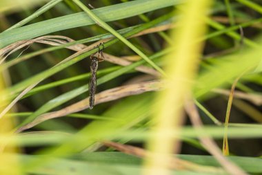  Büyük sivrisinekler çimenlerde saklanır.