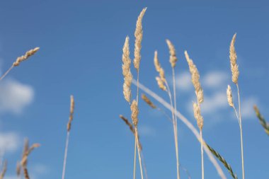 Arka plan olarak güzel mavi gökyüzündeki çimen elementleri