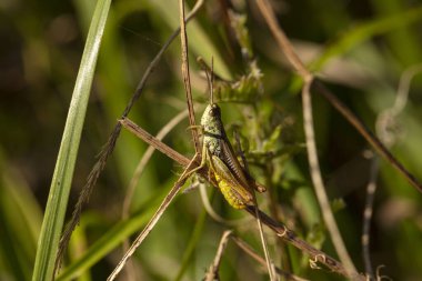  Güzel, büyük çekirge bir çimen yaprağının üzerinde oturuyor.