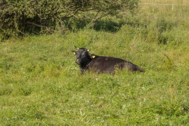 Güneşli bir yaz gününde çayırdaki inekler