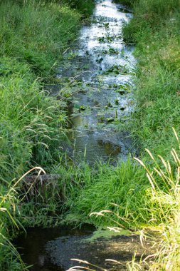 Çimlerle ve çalılarla kaplı nehir yatağı