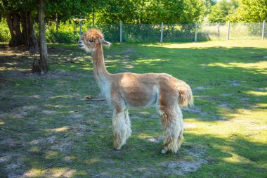 Güzel Güney Amerika alpakaları serbest alanda