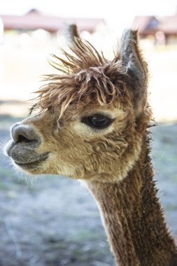 Güzel Güney Amerika alpakaları serbest alanda