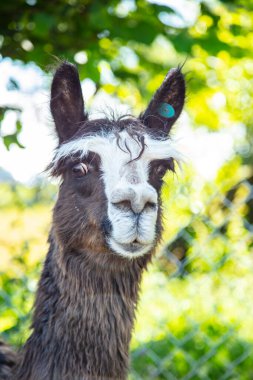 Güzel Güney Amerika alpakaları serbest alanda