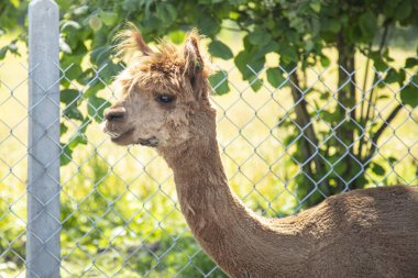 Güzel Güney Amerika alpakaları serbest alanda