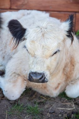 Çimlerin üzerinde dinlenen şirin bir buzağının portresi.
