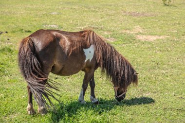 Otlaktaki at yeşil otları yiyor.