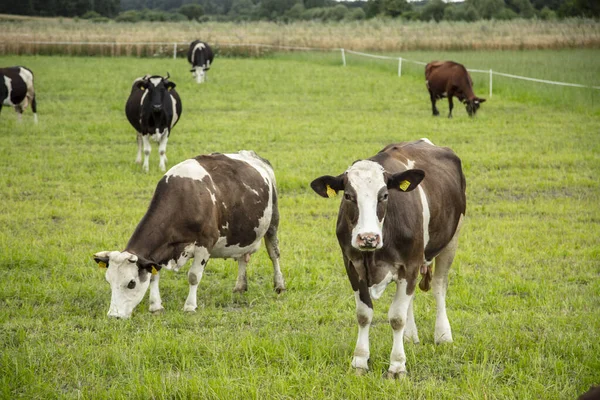 Krowy Pastwisku Słoneczny Letni Dzień — Zdjęcie stockowe