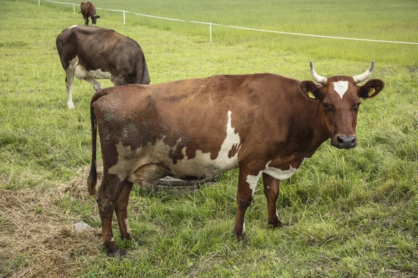 Mucche Pascolo Una Giornata Estiva Soleggiata — Foto Stock