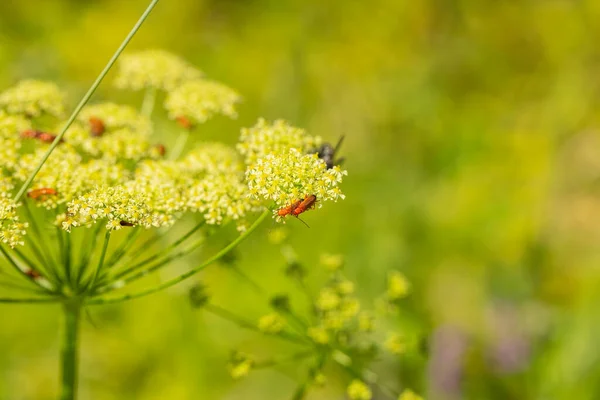 Apatura Ilia Schöner Schmetterling Der Auf Einem Blatt Sitzt — Stockfoto