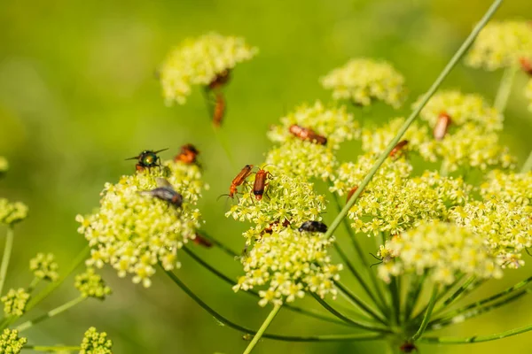 Apatura Ilia Schöner Schmetterling Der Auf Einem Blatt Sitzt — Stockfoto