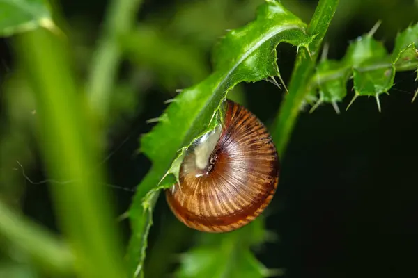 Caracol Sua Concha Agarrado Uma Folha Verde — Fotografia de Stock