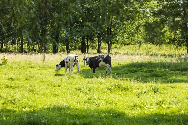 Αγελάδες Στο Βοσκότοπο Μια Ηλιόλουστη Καλοκαιρινή Μέρα — Φωτογραφία Αρχείου