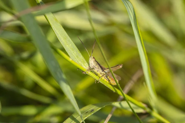 Beautiful Large Grasshopper Sits Blade Grass — Stock Photo, Image
