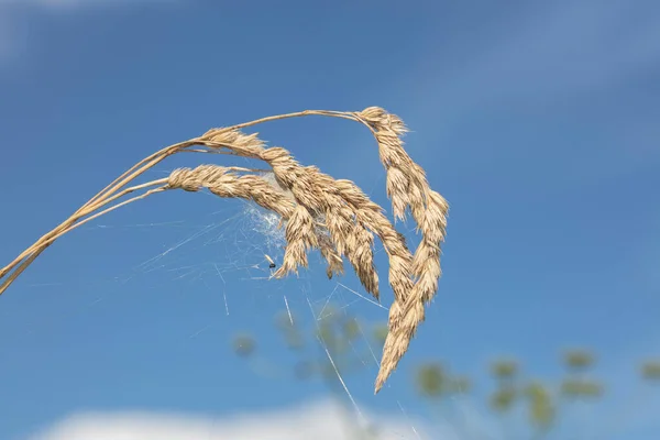 Éléments Herbe Dans Beau Ciel Bleu Comme Fond — Photo