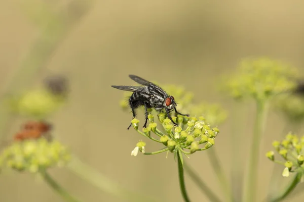 赤い目をした普通の大型ハエが植物の上に座り — ストック写真