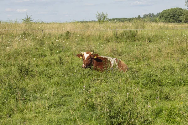 Krowy Pastwisku Słoneczny Letni Dzień — Zdjęcie stockowe