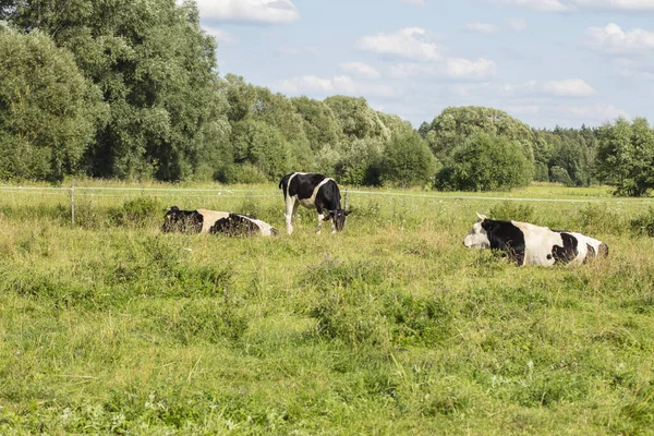 Vacas Pasto Día Soleado Verano — Foto de Stock