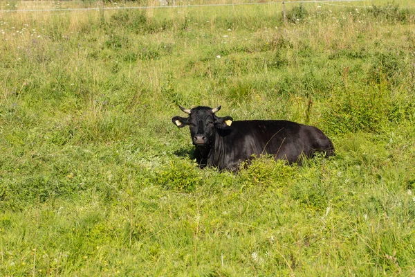 Αγελάδες Στο Βοσκότοπο Μια Ηλιόλουστη Καλοκαιρινή Μέρα — Φωτογραφία Αρχείου