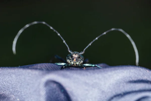 Cerambycidae Kever Een Prachtige Kleur Wandelt Het Materiaal — Stockfoto