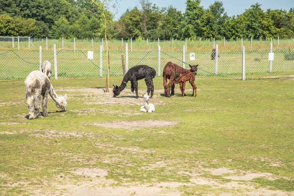 Όμορφη Alpacas Της Νότιας Αμερικής Ελεύθερη Απόσταση — Φωτογραφία Αρχείου